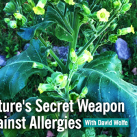 Natures Secret Weapon Against Seasonal Allergies