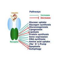 Susan Bratton - Sexual Vitality as a BioMarker of Health