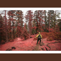 D4T • Vocal Profiling LIVE