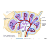 Proposed Brain Lymph Connection Revealed