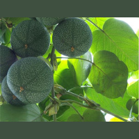 How Processed Foods Jeopardize Health