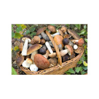 Mushrooms as Wellness Ally