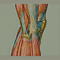 Episode 308 - Professor Jill Cook , part 1 (re-airing): The Tendon A Spectrum of Pathology