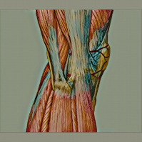 Episode 309 - Professor Jill Cook, part 2: The Tendon Caring for the Person in Front of Us