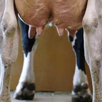 Podcast Episode #28: What’s the Deal With Dairy?