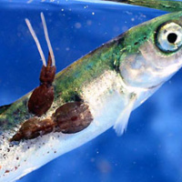 Podcast Episode #44: The Truth About Salmon –  BONUS Coverage on Thermogenics, L-Theanine, Water Jogging, Knee Pain and Much More!