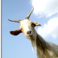 Podcast Episode #32: “The Return of the Goats: Goat’s Milk vs. Cow’s Milk”