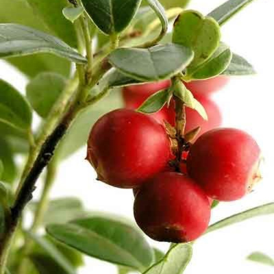 Ben Greenfield Fitness: Diet, Fat Loss And Performance