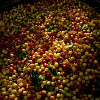 Ben Greenfield Fitness: Diet, Fat Loss And Performance