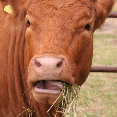 Ben Greenfield Fitness: Diet, Fat Loss And Performance