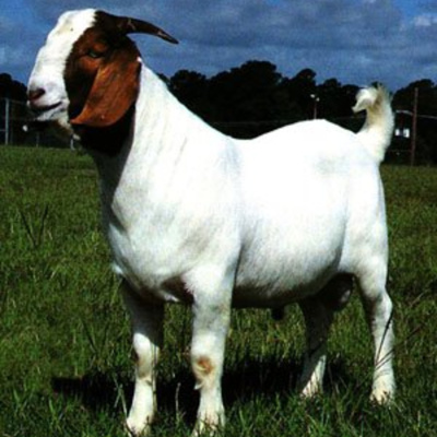 Ben Greenfield Fitness: Diet, Fat Loss And Performance