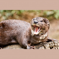 Verbal and Social Self Defence featuring The Leadership Phalanx