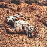 The Lazy Persons Guide to Being Completely Successful in EVERY Area of Your Life