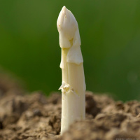 Der Deutschen liebstes Gemüse: Spargel