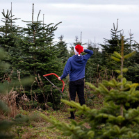 Auf der Suche nach dem perfekten Weihnachtsbaum