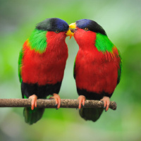 The Birds and The Bees