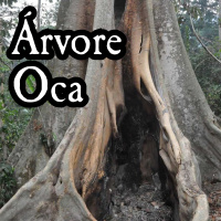Subrumundo #188 - Árvore Oca
