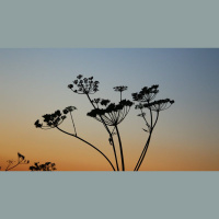 Why Did the First Humans Live for So Long?