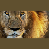 Can Satan ‘Devour’ True Christians?