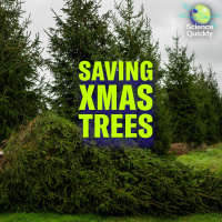 The Quest for Climate-Ready Christmas Trees