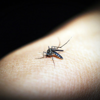 São Paulo confirma duas novas mortes por dengue