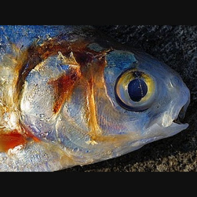 Usabilidoido: Podcast