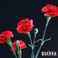 A REVOLTA do Vinyl - 25 Abril 2020