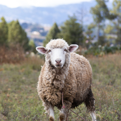 Podcast - Viviane Freitas