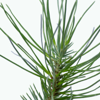 Todas as plantas têm nome #40 - Os pinheiros têm flores?