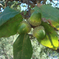 Todas as plantas têm nome #33 O nosso país tem uma árvore nacional?