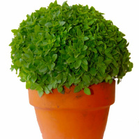 Todas as plantas têm nome #35 - Especial Santos Populares