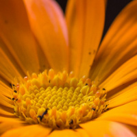 Todas as plantas têm nome #31 Como é que as plantas se reproduzem?