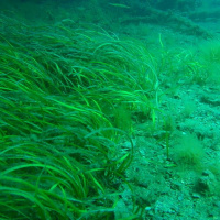 Todas as plantas têm nome #43 - O que são ervas marinhas?