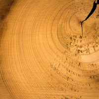 Todas as plantas têm nome #36 - Como se determina a idade de uma árvore?