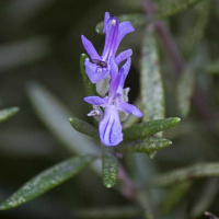 Todas as plantas têm nome #42 - Afinal, que planta é o rosmaninho?