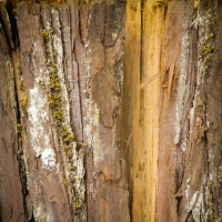 Todas as plantas têm nome #37 A madeira está viva ou está morta?