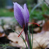 Todas as plantas têm nome #49 - O açafrão que compramos no supermercado é o verdadeiro açafrão?
