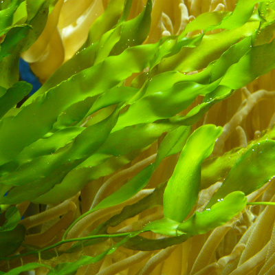 Todas As Plantas Têm Nome