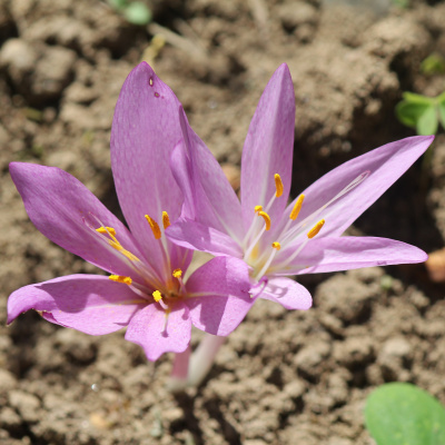 Todas As Plantas Têm Nome