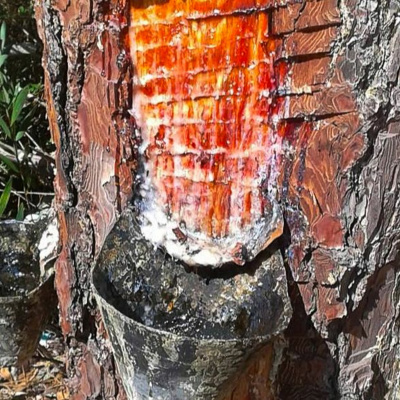 Todas As Plantas Têm Nome