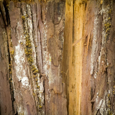 Todas As Plantas Têm Nome