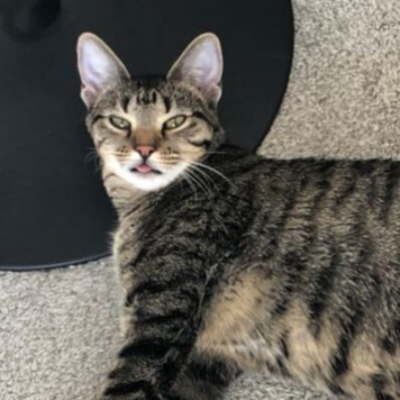 ¡la Vida En Español!