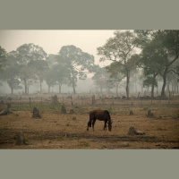 Pantanal teve 62% do território queimado pelo menos uma vez, desde 1985, aponta MapBiomas