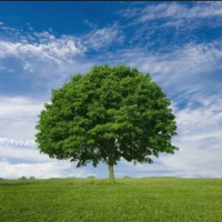 #001 - Corte a árvore, esqueça o assunto!