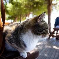 Viajar de avião com animal de estimação requer cuidados especiais - saiba os passos