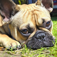 Como continuar recebendo os amigos com um buldogue pidão em casa?