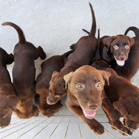 Onde deixar os animais de estimação durante as férias?