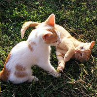 Adaptando o gato à mudança de casa