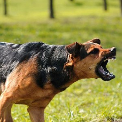 Cbn Pet - Carol Rocha