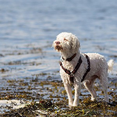 Cbn Pet - Carol Rocha